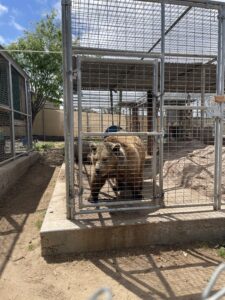 FOREVER WILD EXOTIC ANIMAL SANCTUARY     (Movie video)