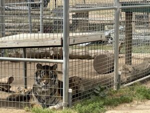 WILD AND EXOTIC ANIMAL SANCTUARIES          (Movie video)